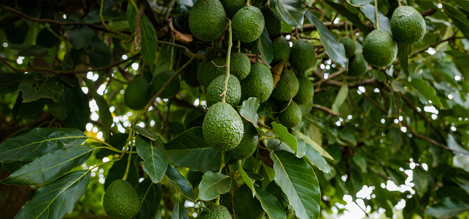 Süral Green